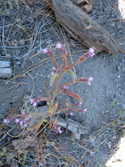 Phacelia quickii
