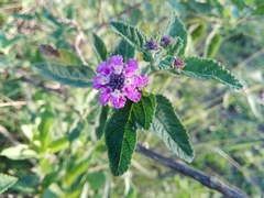 Lippia junelliana