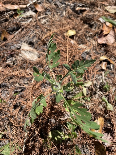 Unknown species found near Saddle Club Rd, Weston, FL, US