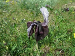 Iris iberica elegantissima