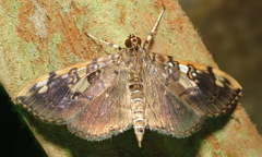 Pantographa expansalis