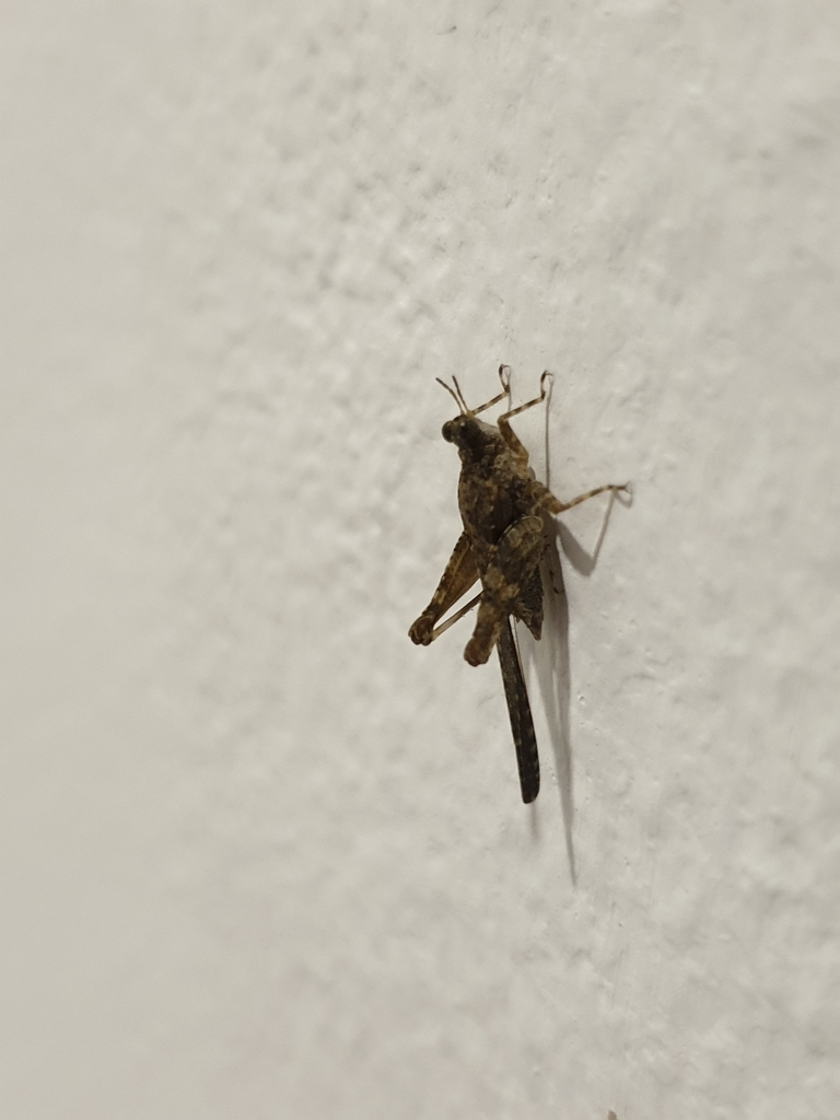 Euparatettix parvus