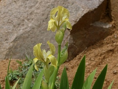 Iris imbricata