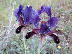 Iris paradoxa