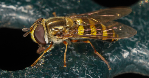 Unknown species found near Carpenter, Ann Arbor, MI, USA