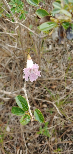 Tabebuia bahamensis, photograph 4