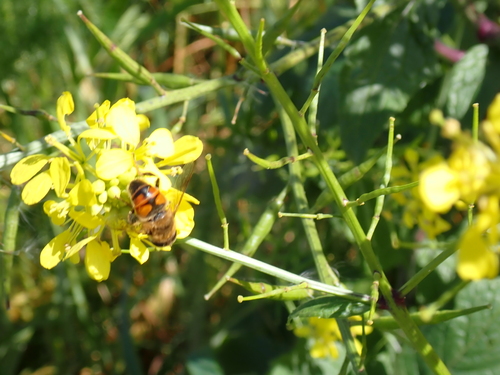 Unknown species found near Sunnyvale, CA, USA