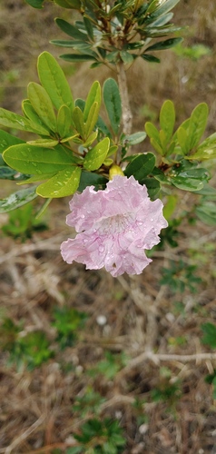 Tabebuia bahamensis, photograph 3