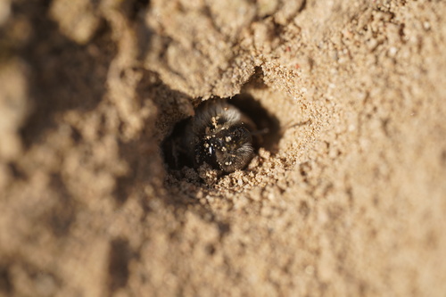 Grey-backed Mining Bee, Ooij, Netherlands, photo 9 of 10