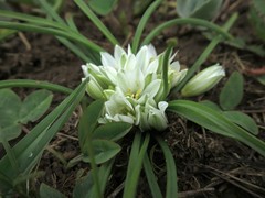Ornithogalum sigmoideum