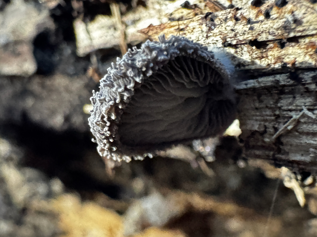 Hohenbuehelia mastrucata · March 2026 · photo: © wonton_soup (iNaturalist, cc-by)