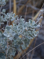 Leucophyllum minus