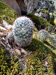 Mammillaria barbata