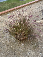 Angiospermae