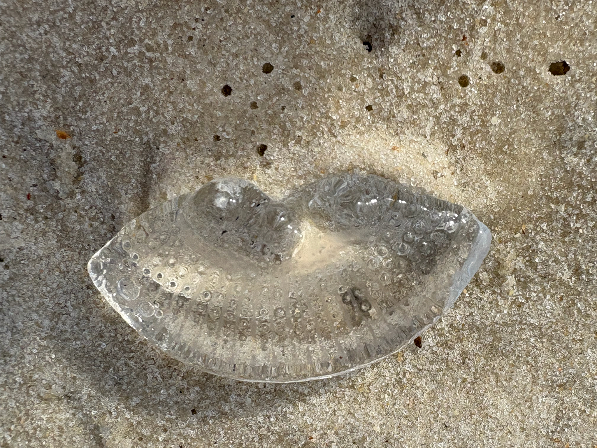 Rhacostoma atlanticum L.Agassiz, 1851