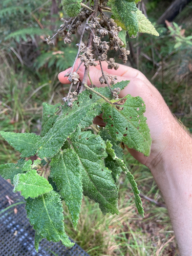 Hemp Bush (Gynatrix pulchella)