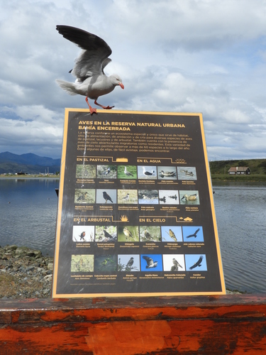 Dolphin Gull (Leucophaeus scoresbii), photo 7
