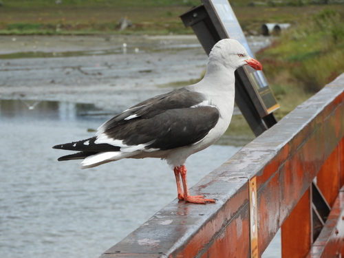 Dolphin Gull (Leucophaeus scoresbii), photo 8
