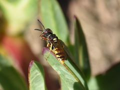 Philanthus triangulum diadema