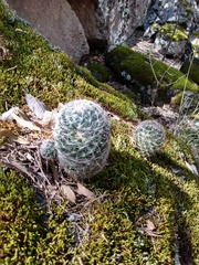 Mammillaria barbata