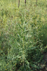 Cynoglossum divaricatum