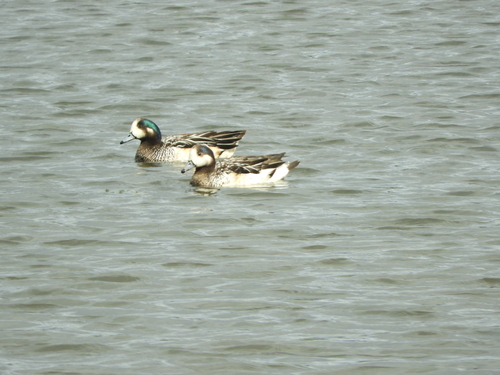 Chiloe Wigeon (Mareca sibilatrix), photo 9
