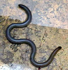 Afrotyphlops mucruso