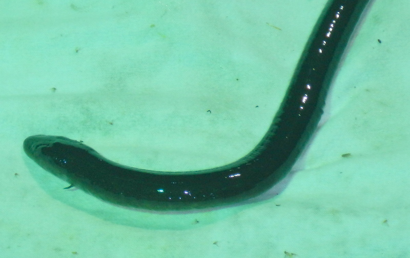 Amphiuma means Garden, 1821
