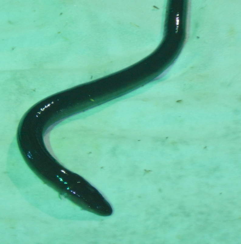 Amphiuma means Garden, 1821
