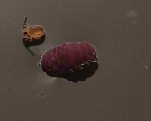 Brachystomella parvula (Schäffer, 1896)