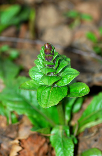 Ajuga reptans