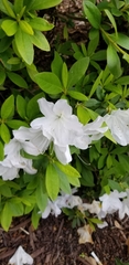 Magnoliopsida