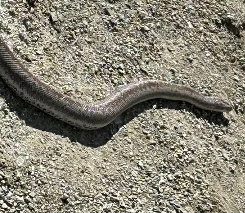 Coastal Rosy Boa