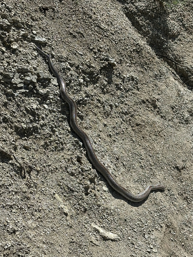 Coastal Rosy Boa