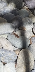 Anolis sagrei