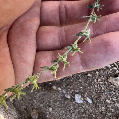 Arizona Grapplinghook (Harpagonella arizonica)