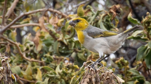 Loxioides bailleui observed 2025-08-15