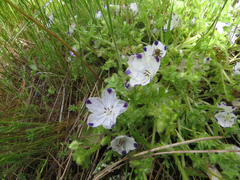 Nemophila maculata
