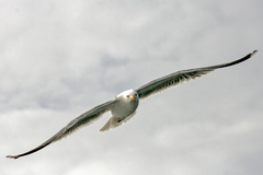 Larus argentatus argentatus