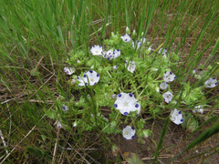 Nemophila maculata