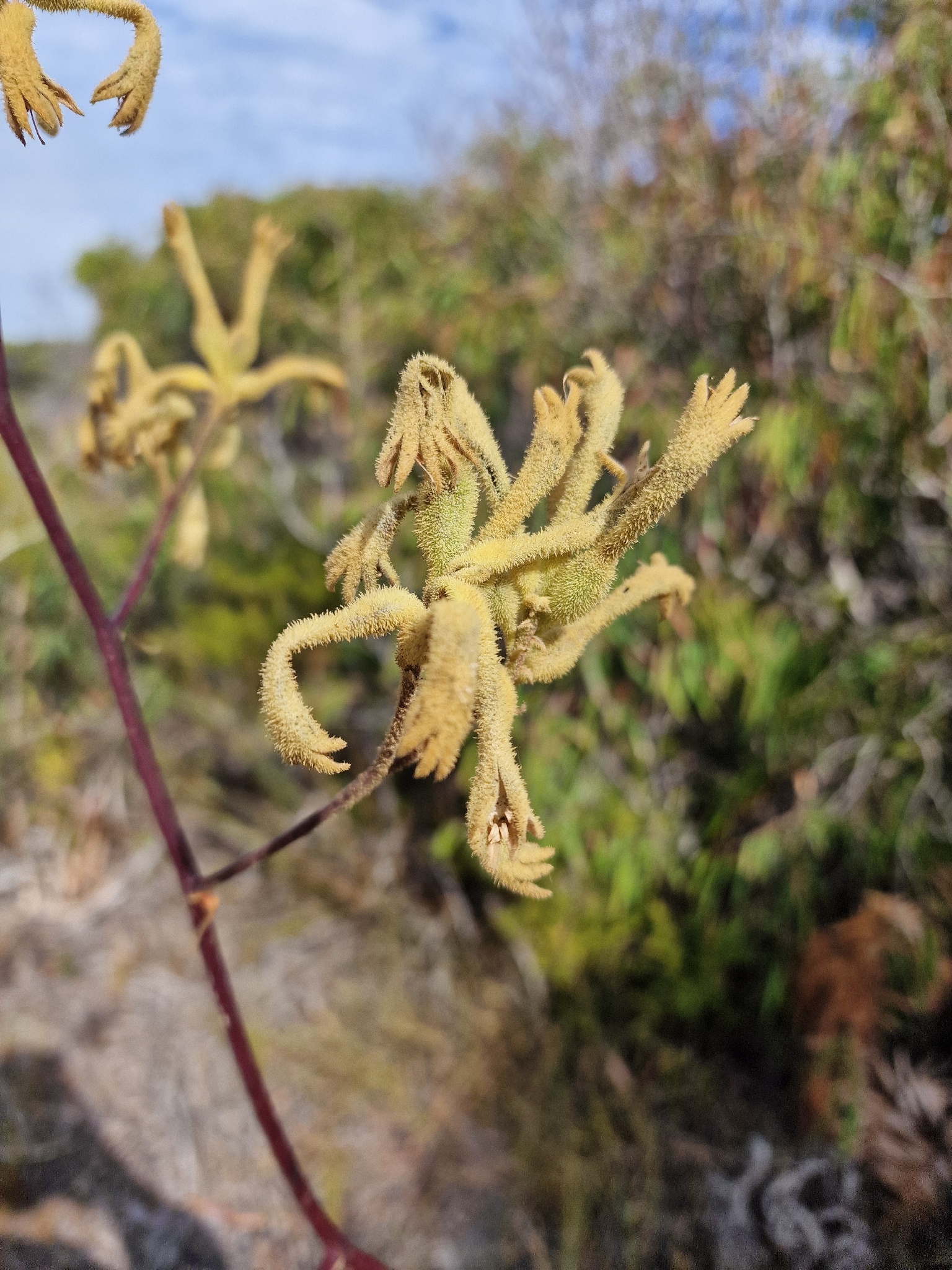 Anigozanthos Flavidus (Anigozanthos flavidus)