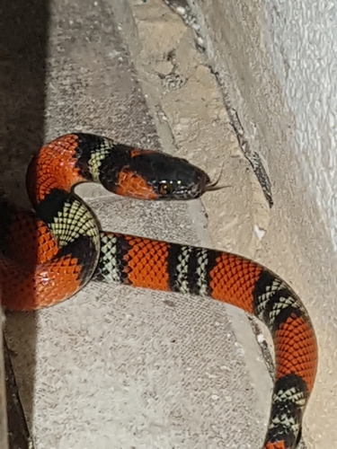Guibe's Flame Snake, Oxyrhopus guibei