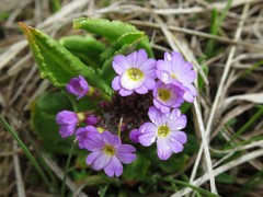 Primula auriculata