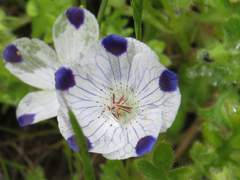 Nemophila maculata