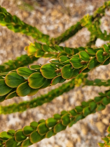 jugflower (Adenanthos obovatus)