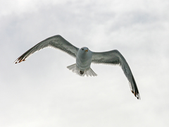 Larus argentatus argentatus
