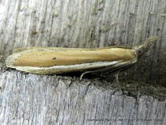 Pima albiplagiatella