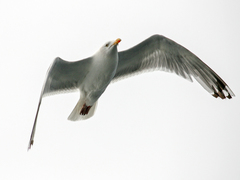 Larus argentatus argentatus