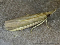 Peoria gematella