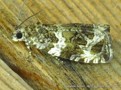 Olethreutes valdanum